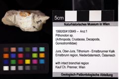 Foto (Objket + Etiketten) von Pithonoton sp. 